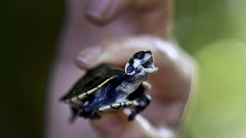 Chinese Wildlife Trafficking Case Exposes a Hidden Threat to U.S. Conservation, Biosecurity, and Rule of Law