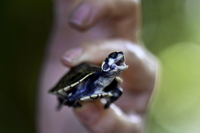 Chinese Wildlife Trafficking Case Exposes a Hidden Threat to U.S. Conservation, Biosecurity, and Rule of Law