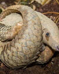 China’s Legal Domestic Trade in Pangolins: A Global Threat to Conservation and U.S. Security